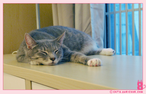 ash_sleeping_in_the_afternoon_05.jpg