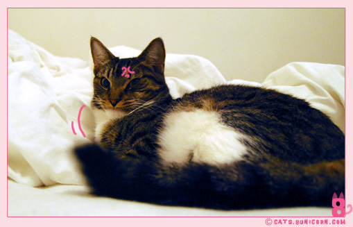 cat_fight_noaash_101.jpg