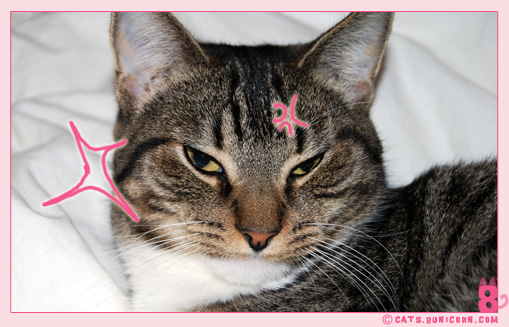cat_fight_noaash_102.jpg