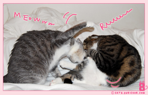 cat_fight_noaash_103.jpg