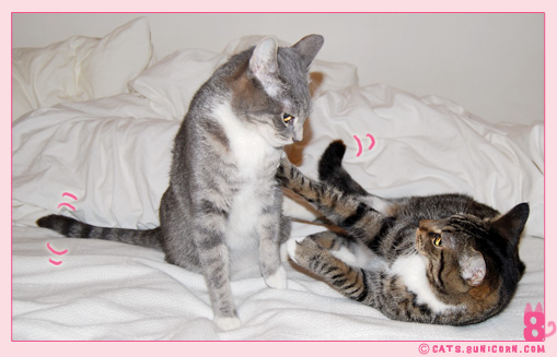 cat_fight_noaash_104.jpg