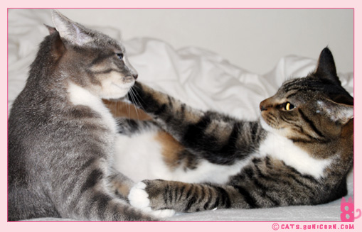 cat_fight_noaash_105.jpg