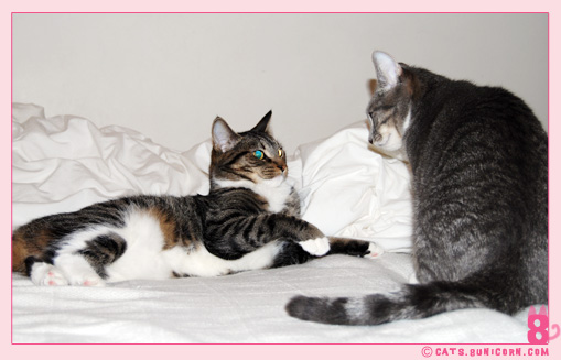 cat_fight_noaash_106.jpg