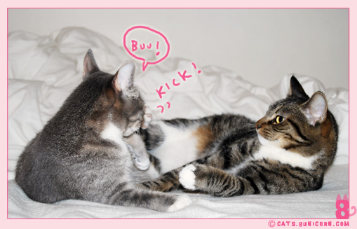 cat_fight_noaash_15.jpg