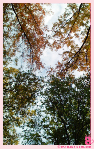 central_park_ny_fall_2007_01.jpg