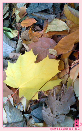 central_park_ny_fall_2007_03.jpg