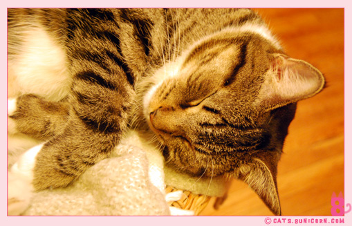 kawaii_noa_sleeping.jpg