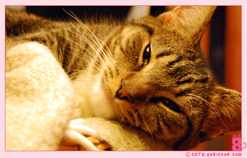 kawaii_noa_sleeping_01.jpg