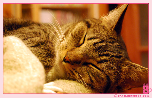kawaii_noa_sleeping_012.jpg