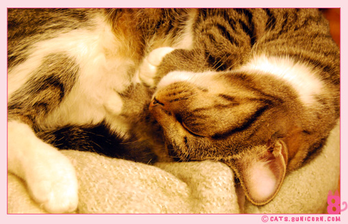 kawaii_noa_sleeping_013.jpg