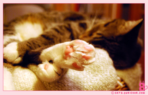 kawaii_noa_sleeping_015.jpg