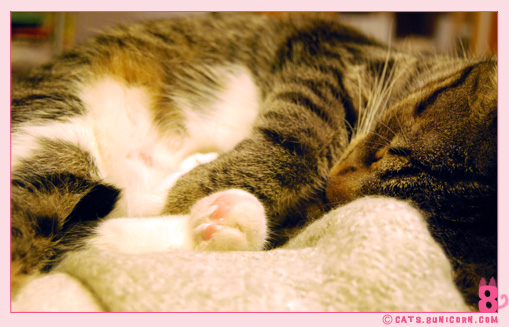 kawaii_noa_sleeping_017.jpg