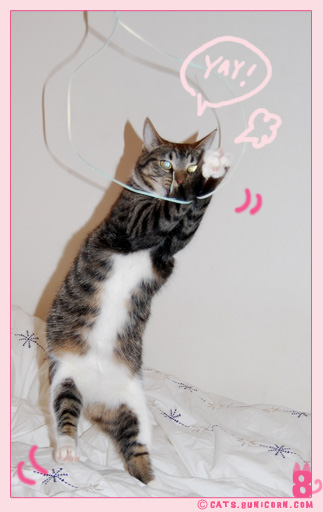 noa_ash_cat_jump_toy.jpg