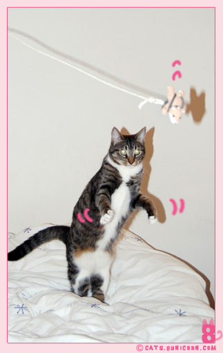 noa_ash_cat_jump_toy_02.jpg