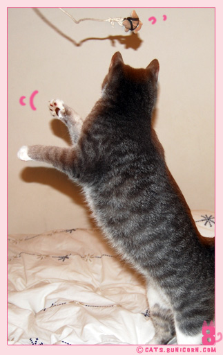 noa_ash_cat_jump_toy_03.jpg