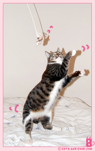 noa_ash_cat_jump_toy_04.jpg