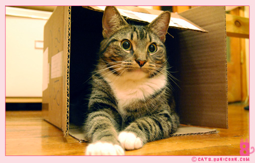 noa_loves_box.jpg