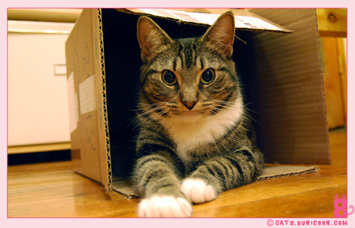 noa_loves_box_02.jpg