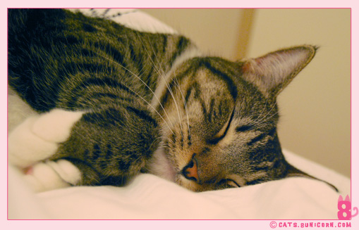 noa_sleeping_happy_01.jpg