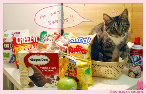 sweet_ice_hungry_kittens_1.jpg