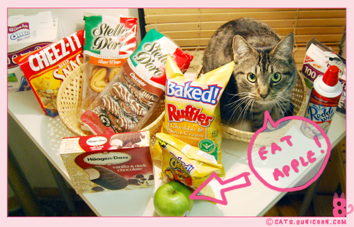 sweet_ice_hungry_kittens_2.jpg