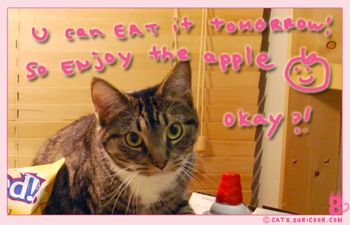 sweet_ice_hungry_kittens_5.jpg