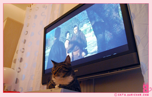 zatoichi_the_boss_cat_01.jpg