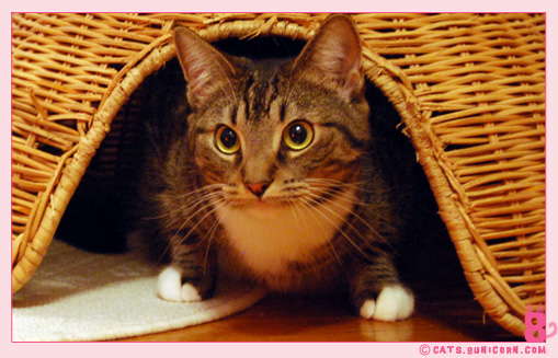 hunter_eyes_noa_01.jpg