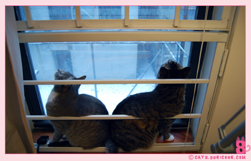 snow_ny_noa_ash_010.jpg