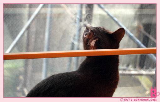 ash_window_01.jpg