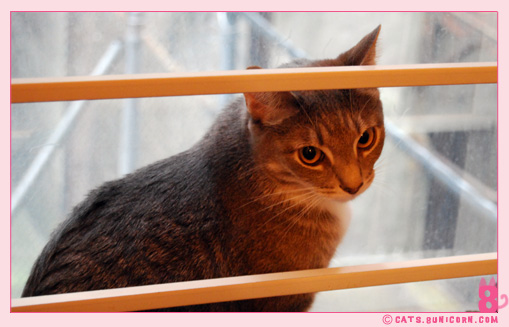 ash_window_02.jpg