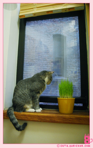 ash_with_window-1.jpg