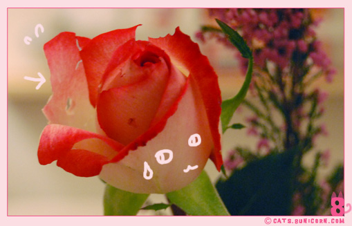 noa_ash_maman_papan_love_01.jpg