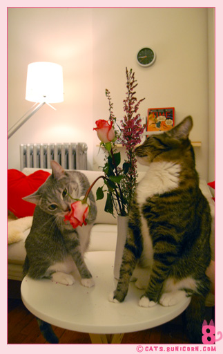 noa_ash_maman_papan_love_01003.jpg