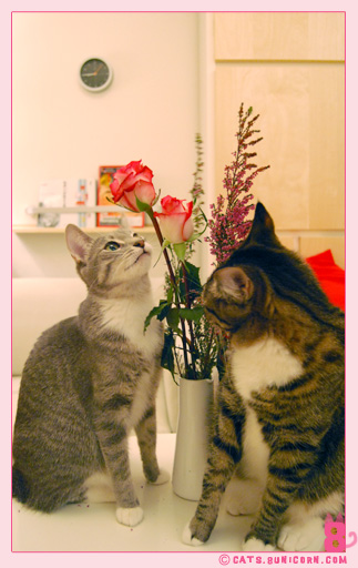 noa_ash_maman_papan_love_01004.jpg