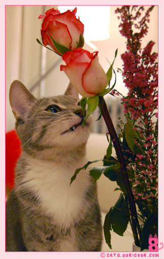 noa_ash_maman_papan_love_01006.jpg