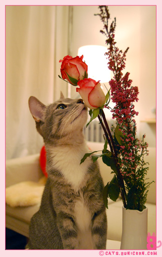 noa_ash_maman_papan_love_01007.jpg