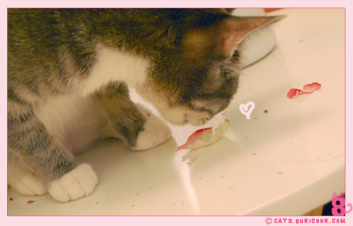 noa_ash_maman_papan_love_04.jpg