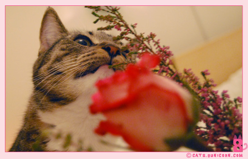 noa_ash_maman_papan_love_09.jpg