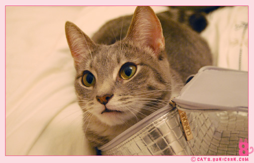 ash_camera_case-01.jpg