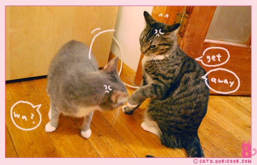 cat_fight_noa-ash.jpg