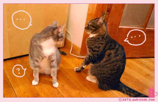 cat_fight_noa-ash_00.jpg