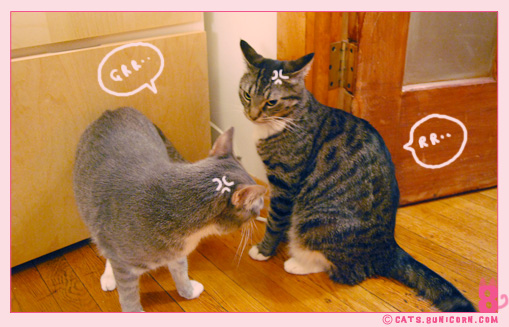 cat_fight_noa-ash_01.jpg