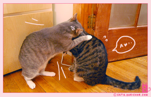 cat_fight_noa-ash_02.jpg