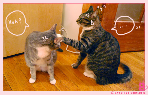cat_fight_noa-ash_04.jpg