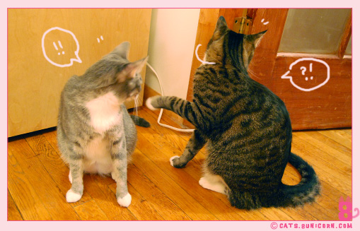 cat_fight_noa-ash_05.jpg