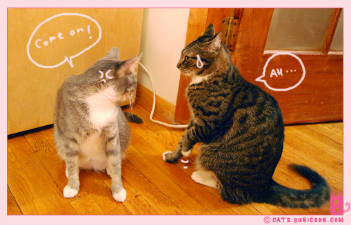 cat_fight_noa-ash_06.jpg