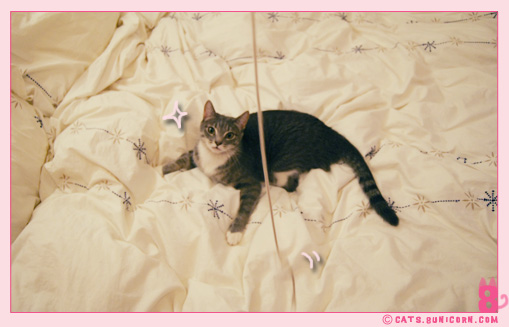 noa-ash_playing_with_mouse_toy_11.jpg