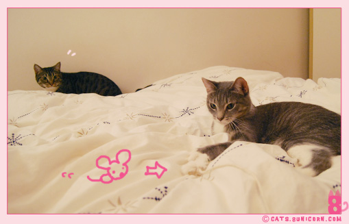 noa-ash_playing_with_mouse_toy_111.jpg