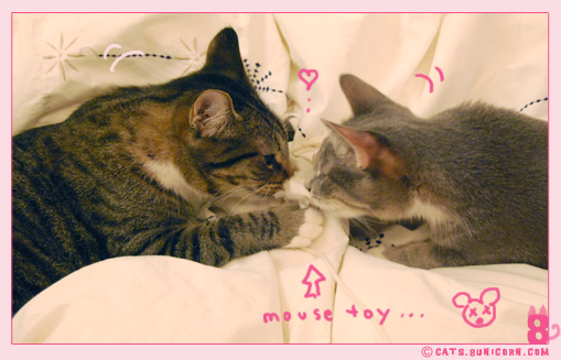 noa-ash_playing_with_mouse_toy_112.jpg